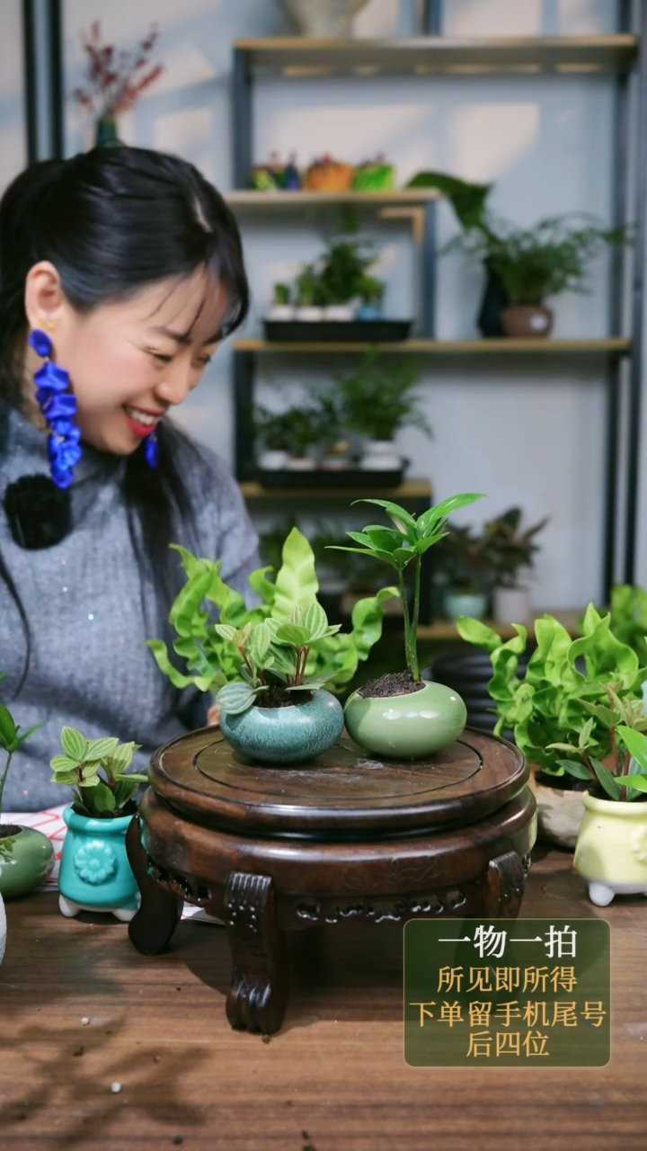 【闪购商品】149--0630石头鸟巢蕨