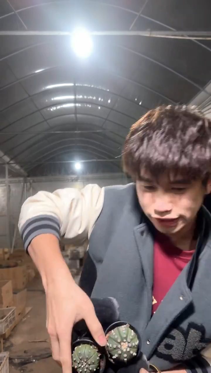 5颗 实生根 星兜 3-5cm