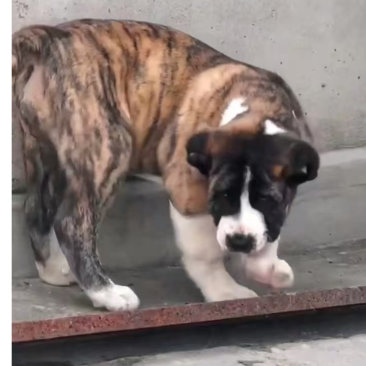 【柘城千里中亚（猛犬基地）】精品中亚牧羊犬活体狗狗