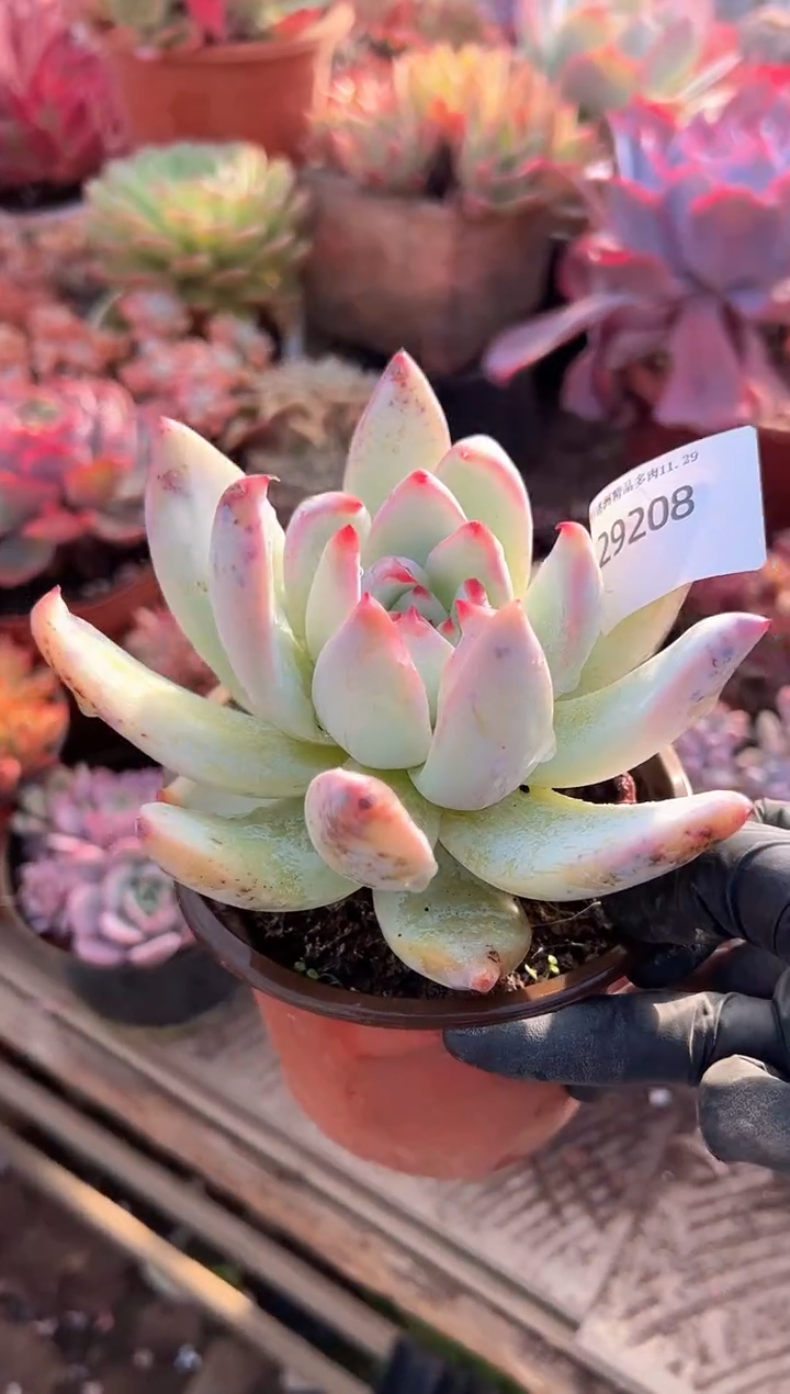 哈***姐多肉植物一物一拍29208