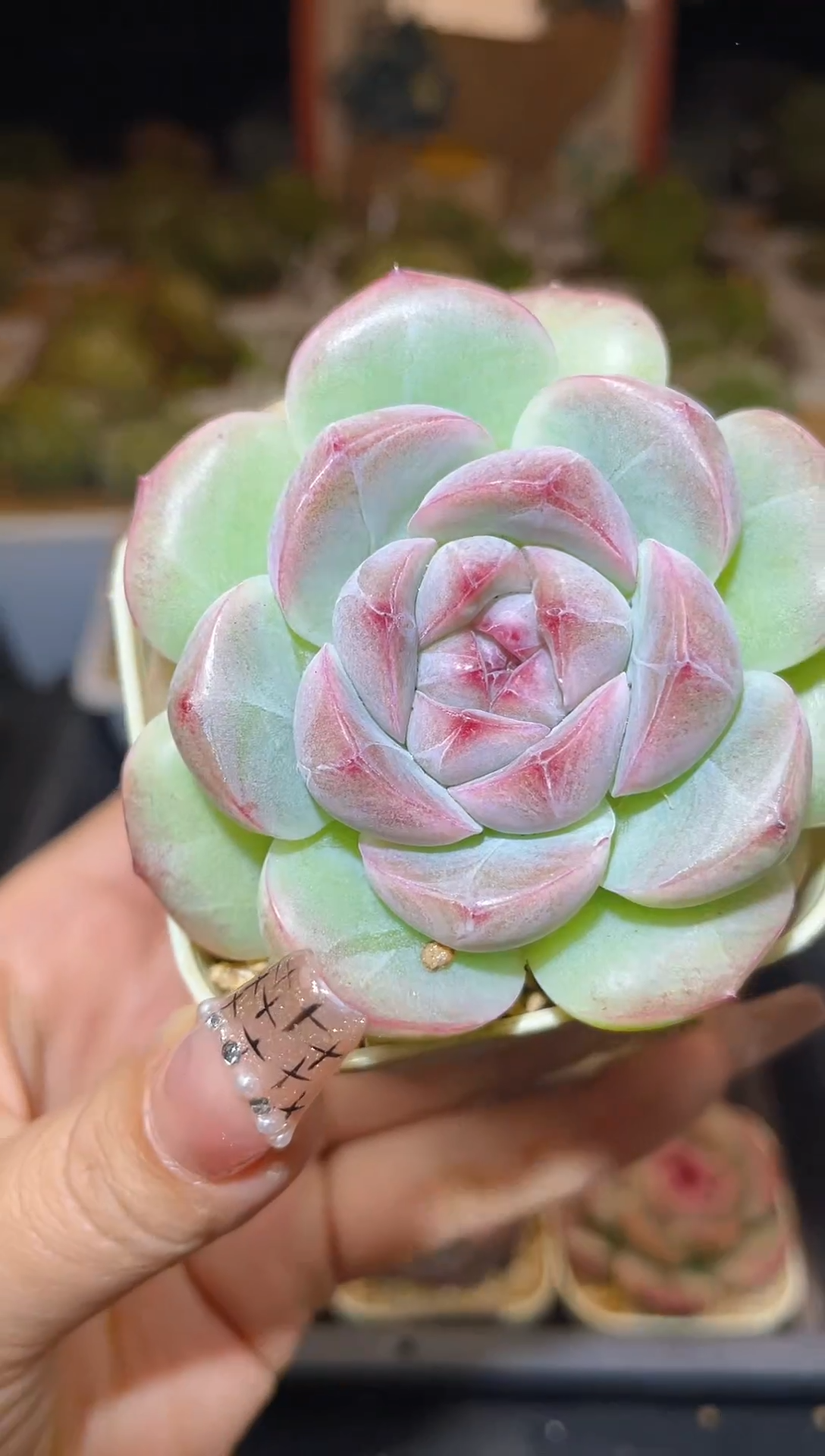 【闪购商品】256珍妮