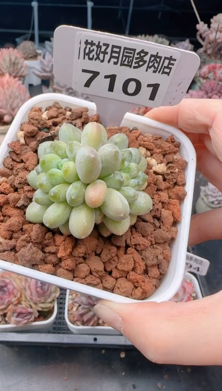 【闪购商品】7101.