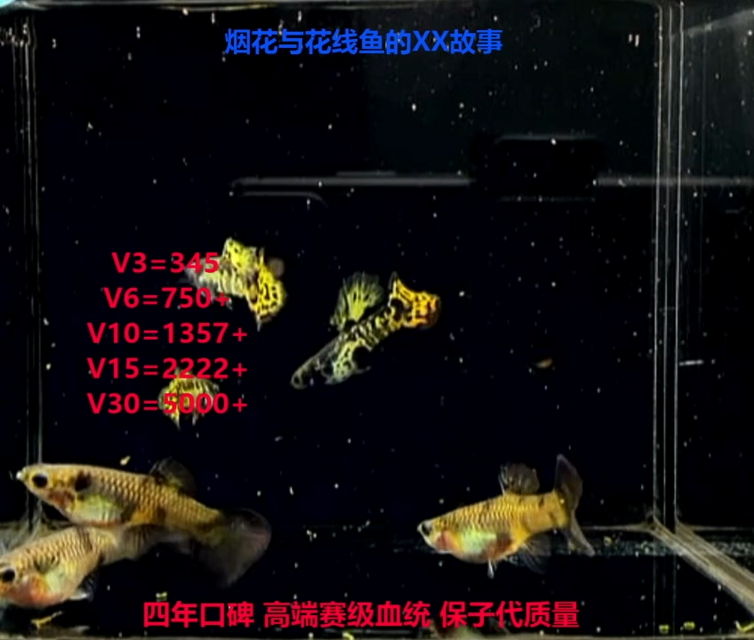 孔雀鱼马晶塔基因黄虎斑圆尾压成精品体验3对