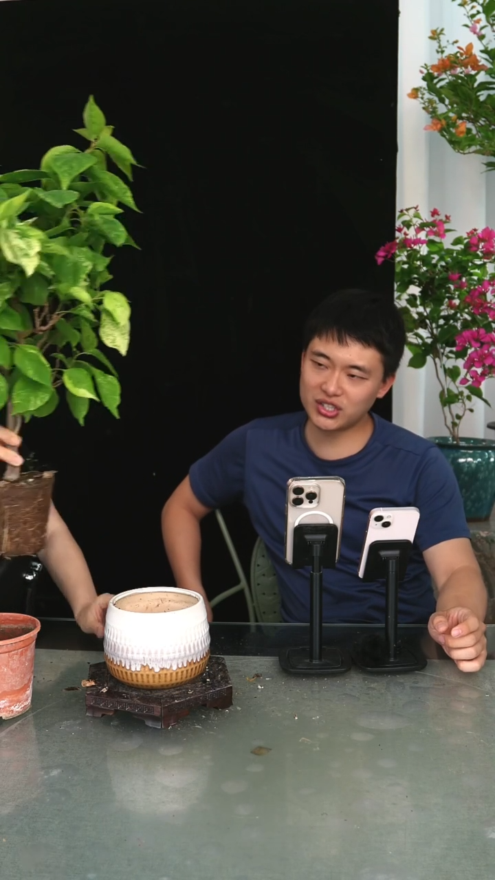 当前无花栽培后可以开花沙班艳红小一颗