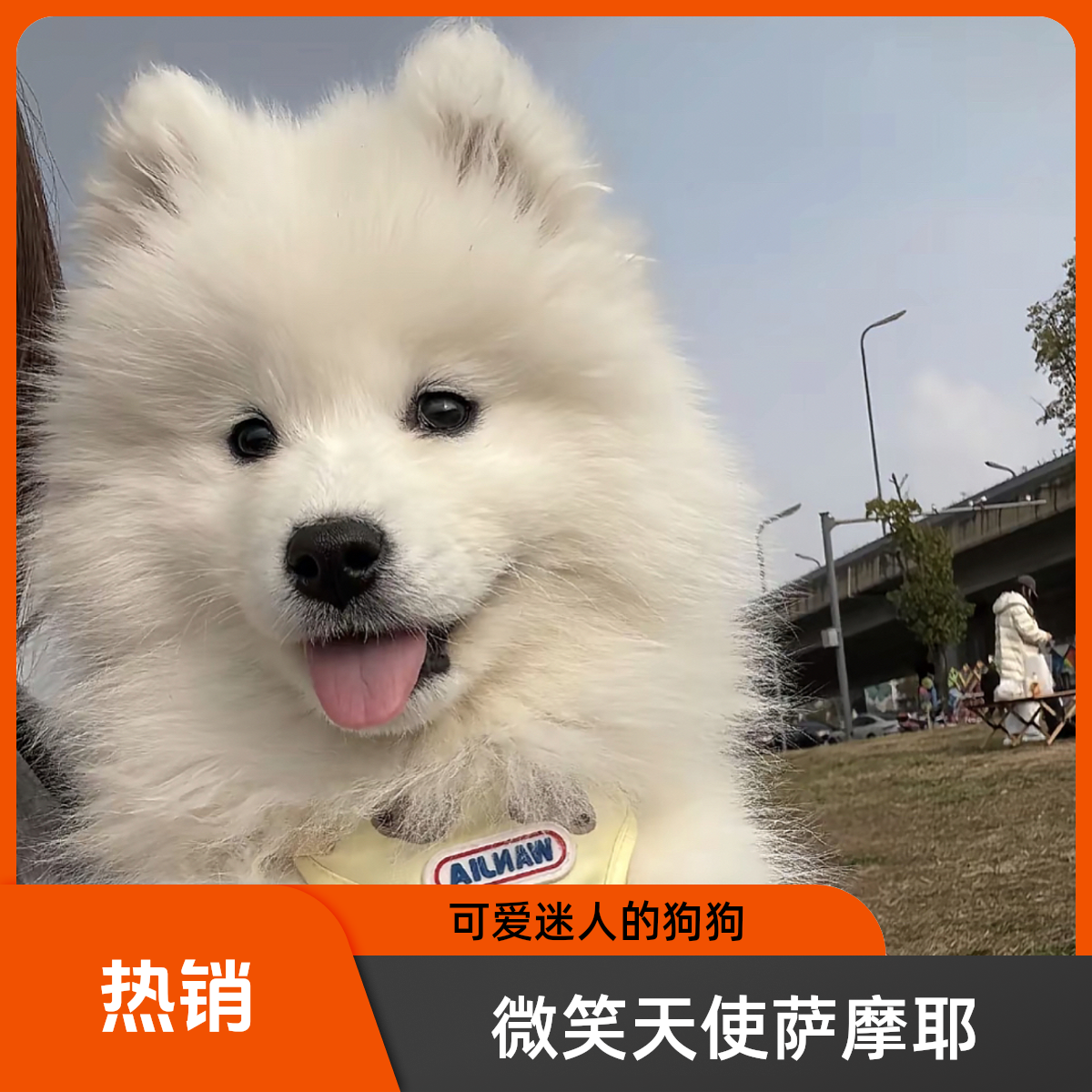 熊版甜美可爱萨摩耶 通体雪白无杂色