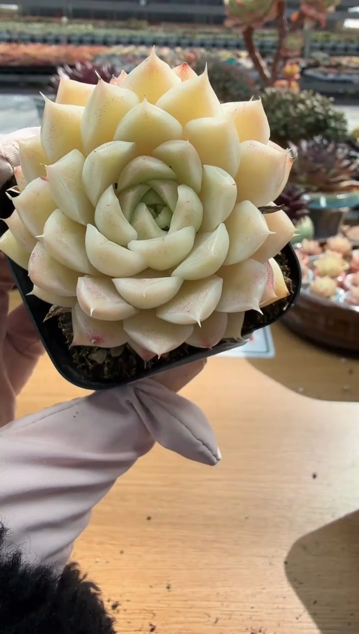 东云多肉园二店-176