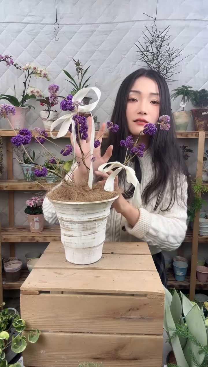 无花朵87紫珠加盆一套