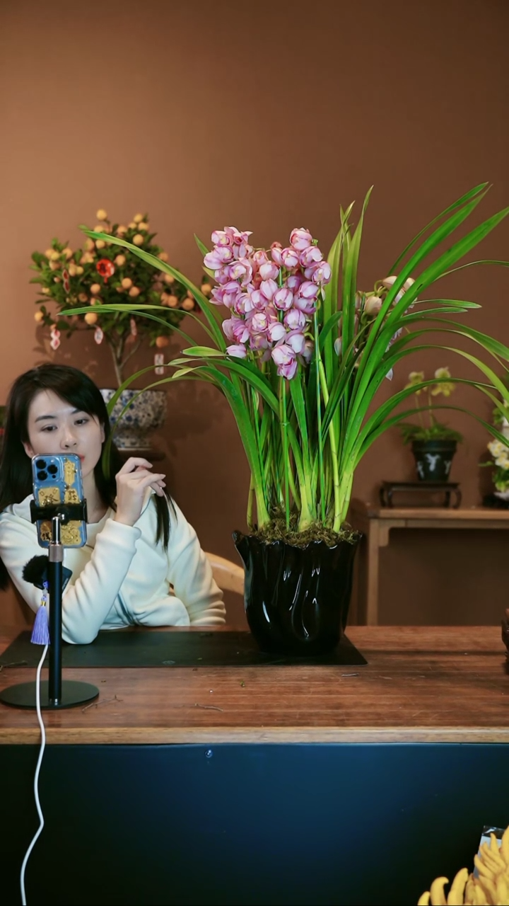 【闪购商品】盆景尚品蕙兰