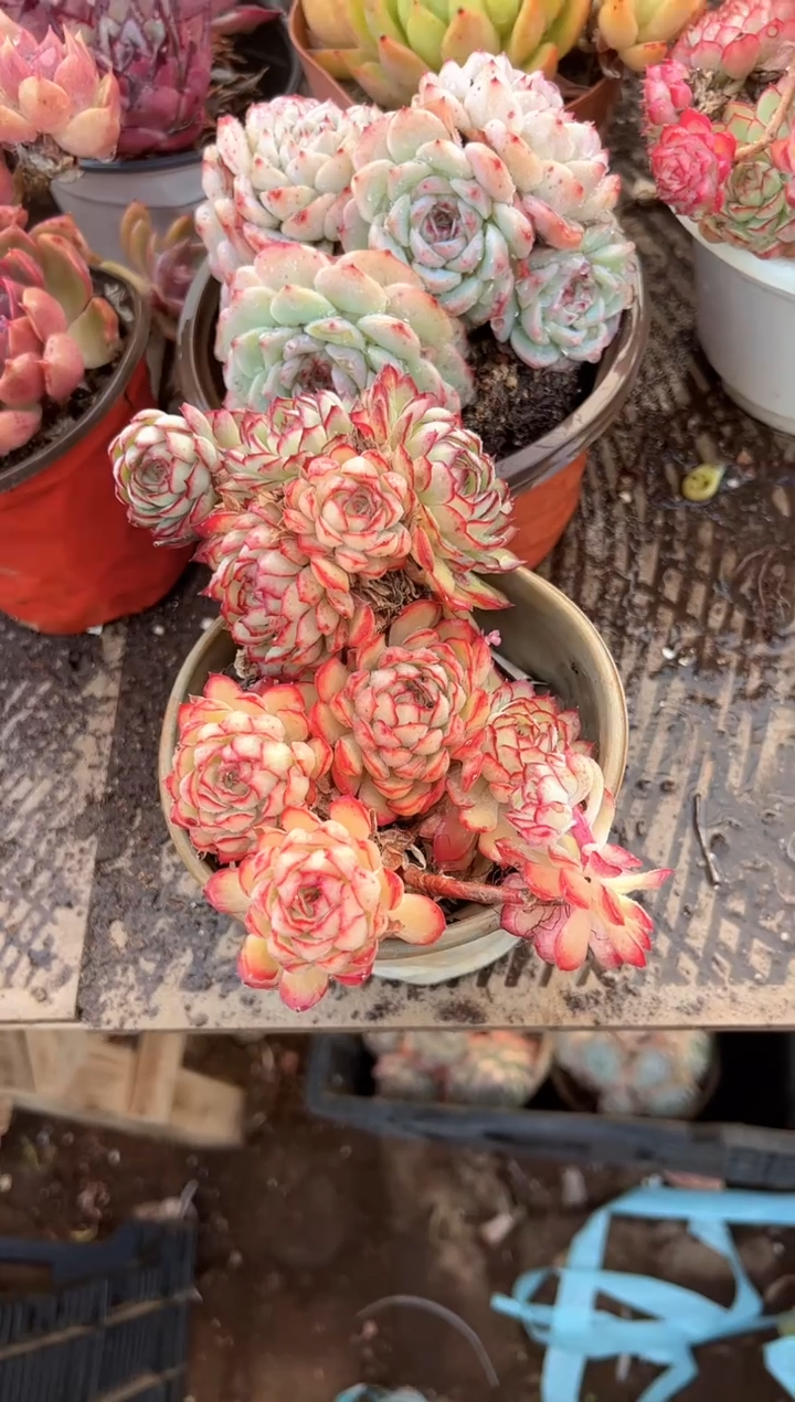 站****作多肉植物一物一拍02460