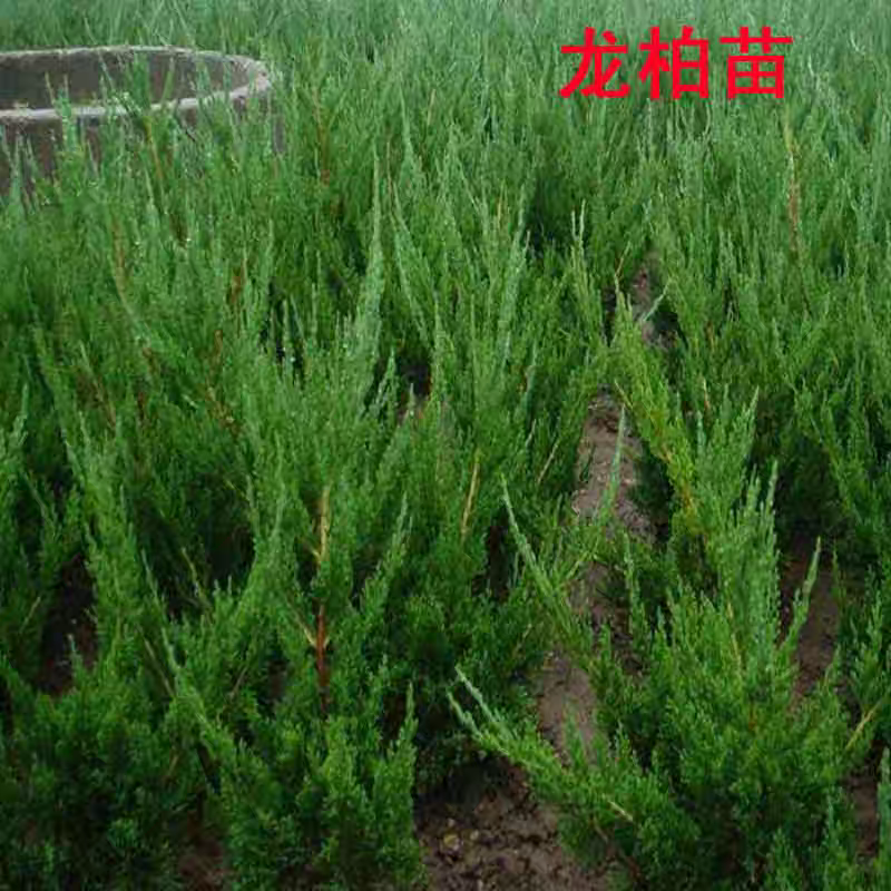 塔柏树苗松树苗侧柏树苗龙柏树苗松柏树苗四季常青宝塔松绿化苗