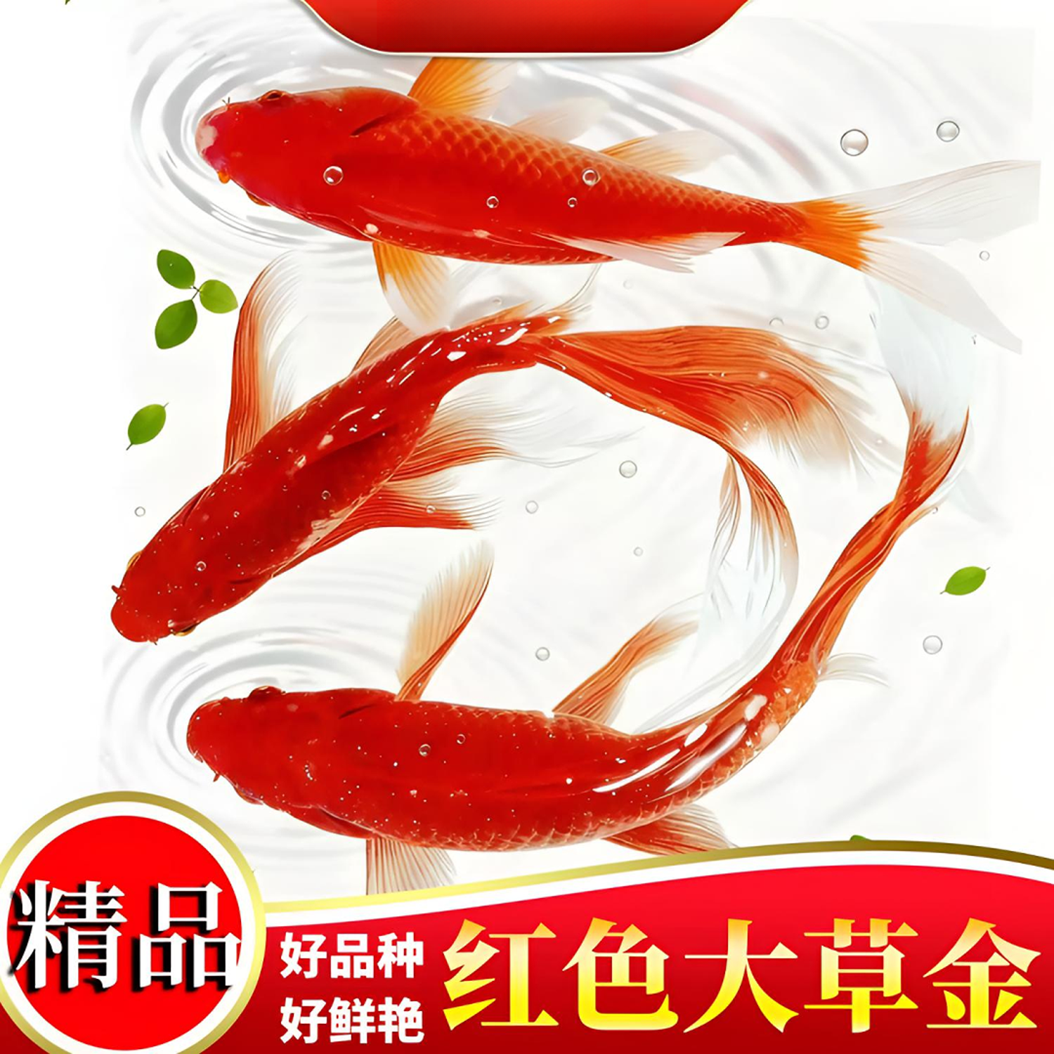 超大尺寸15-18厘米7条精品火焰红草金鱼冷水观赏鱼新手好养耐活