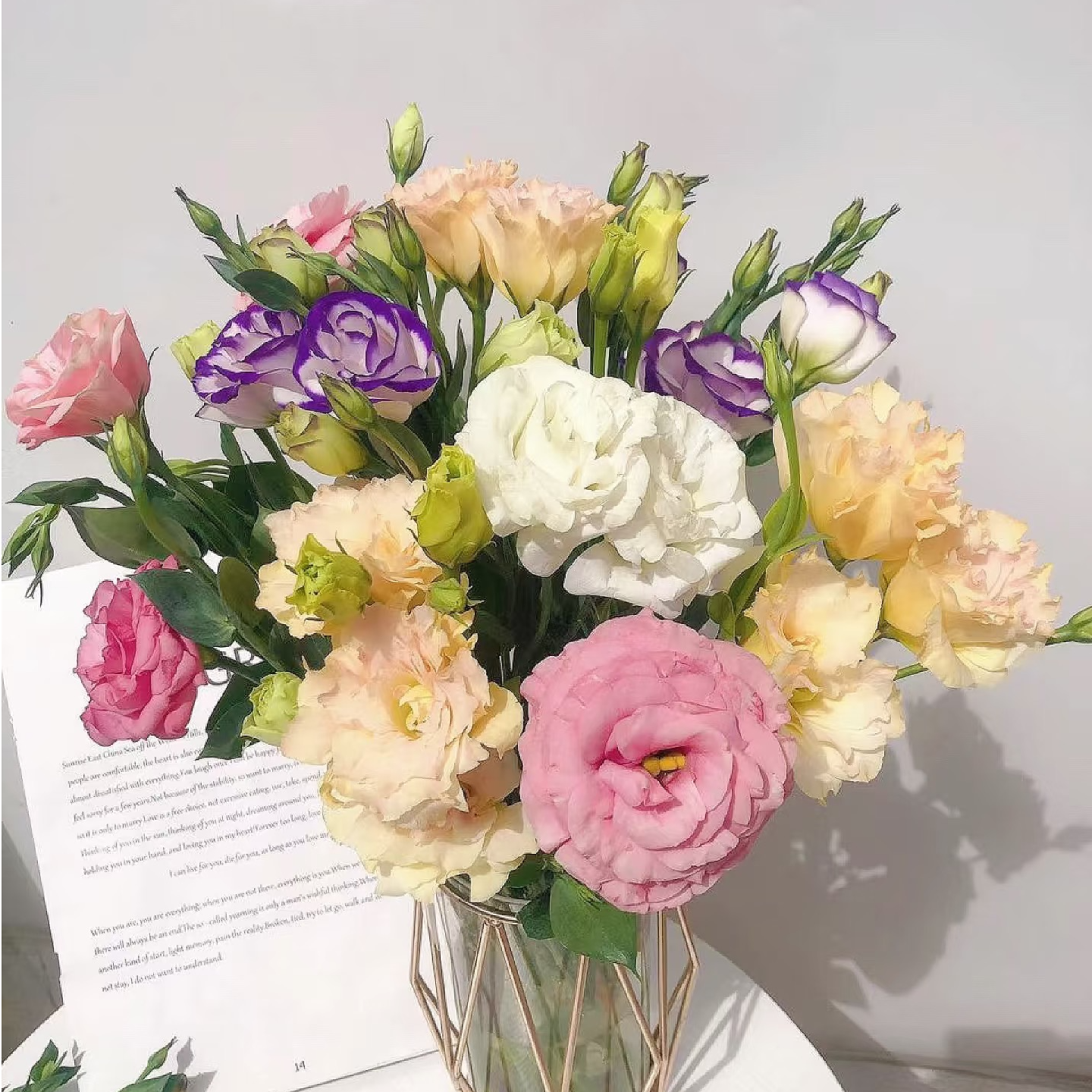 【混色洋桔梗】任意拍两单升级顺丰三单送配草 云南鲜花基地直发