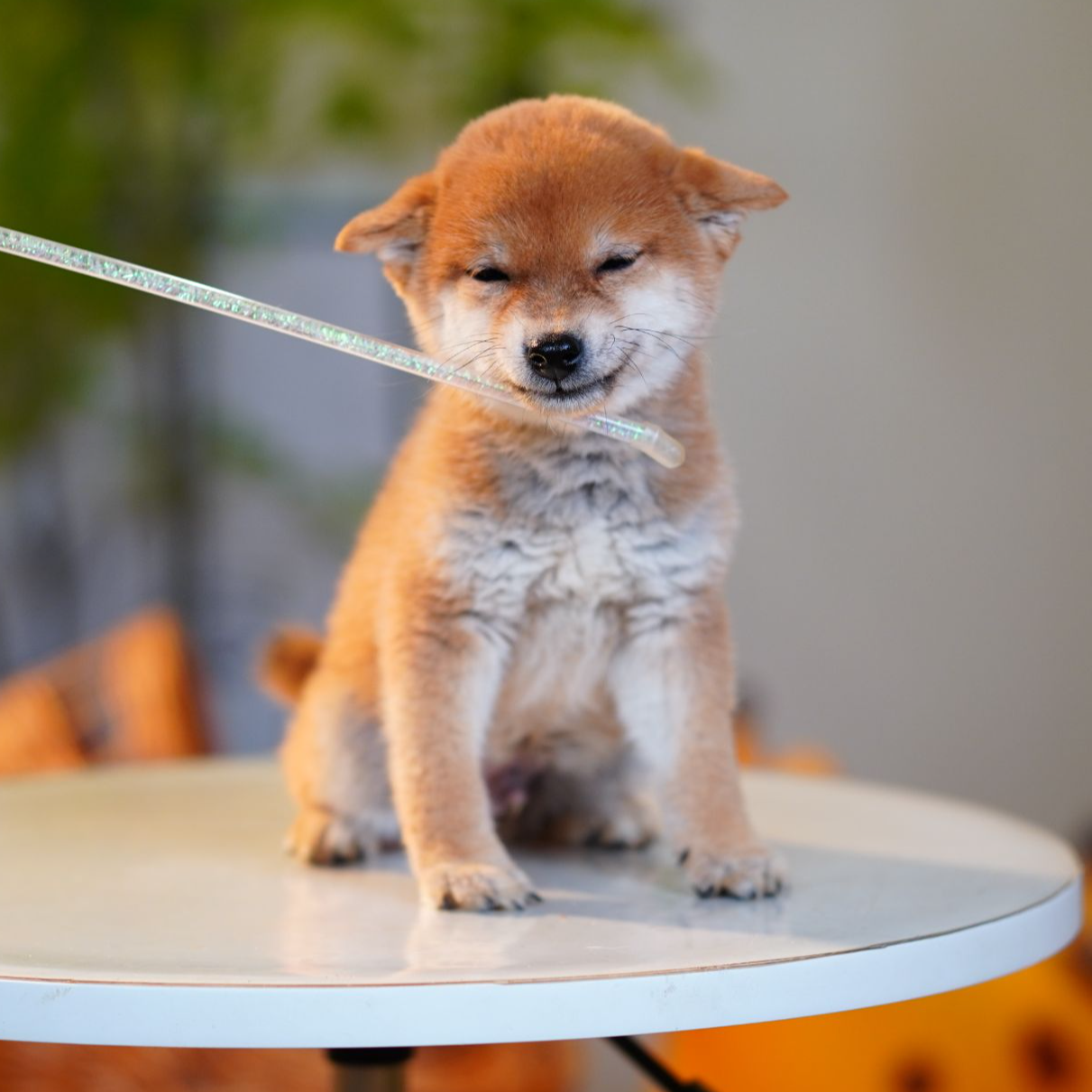 【啵啵弟弟】赤柴豆柴黑柴白柴狗狗幼犬纯种双血统宠物