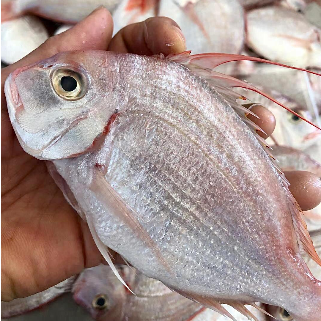 a1广东汕尾本港小船流网捕捞野生赤鯮鱼红立鱼真鲷鱼鲜活速冻顺丰冷链包邮