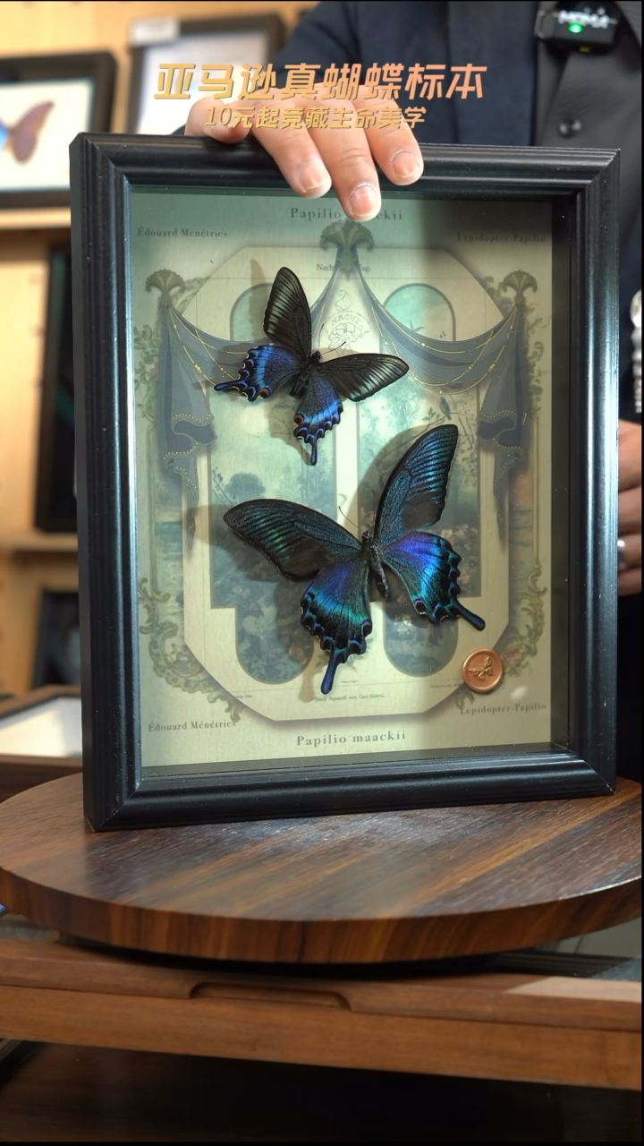 绿带翠凤蝶春夏型组合复古窗花款