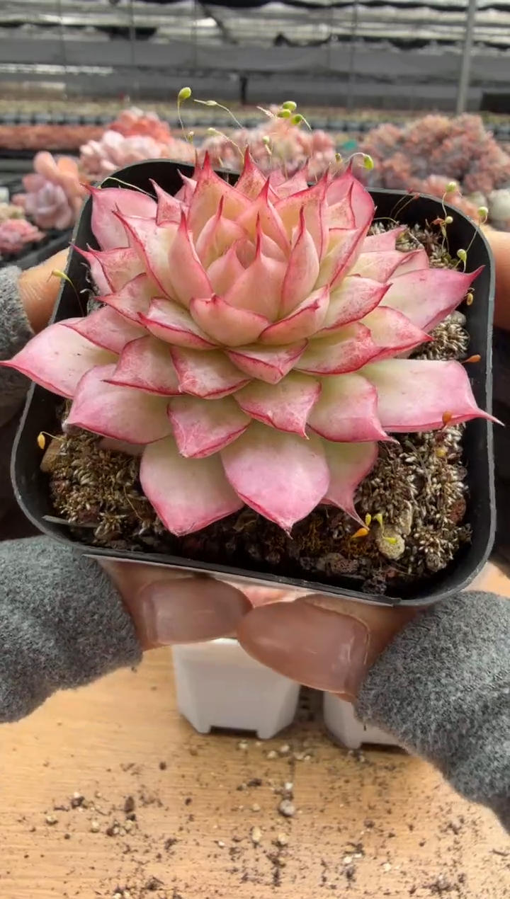 东云多肉园二店-185