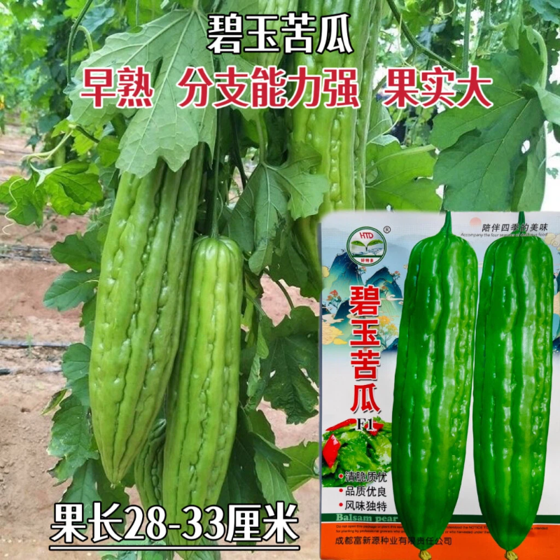 碧玉苦瓜种子早熟大果型果肉厚紧致质优色绿光鲜亮泽瓜条整齐匀称