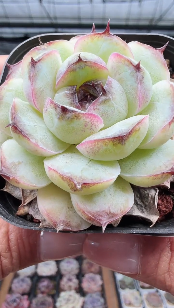 东云多肉园新款-256