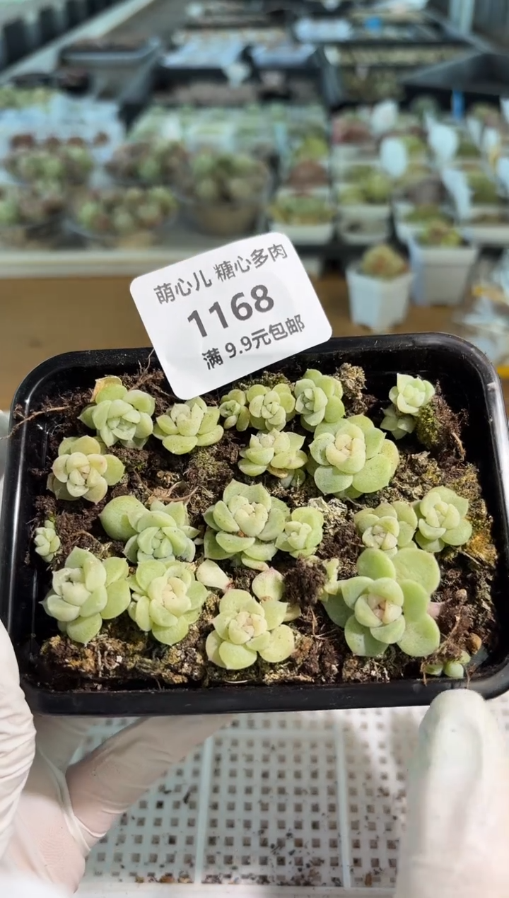 1168--CF3切糕1盒 量拍多肉植物