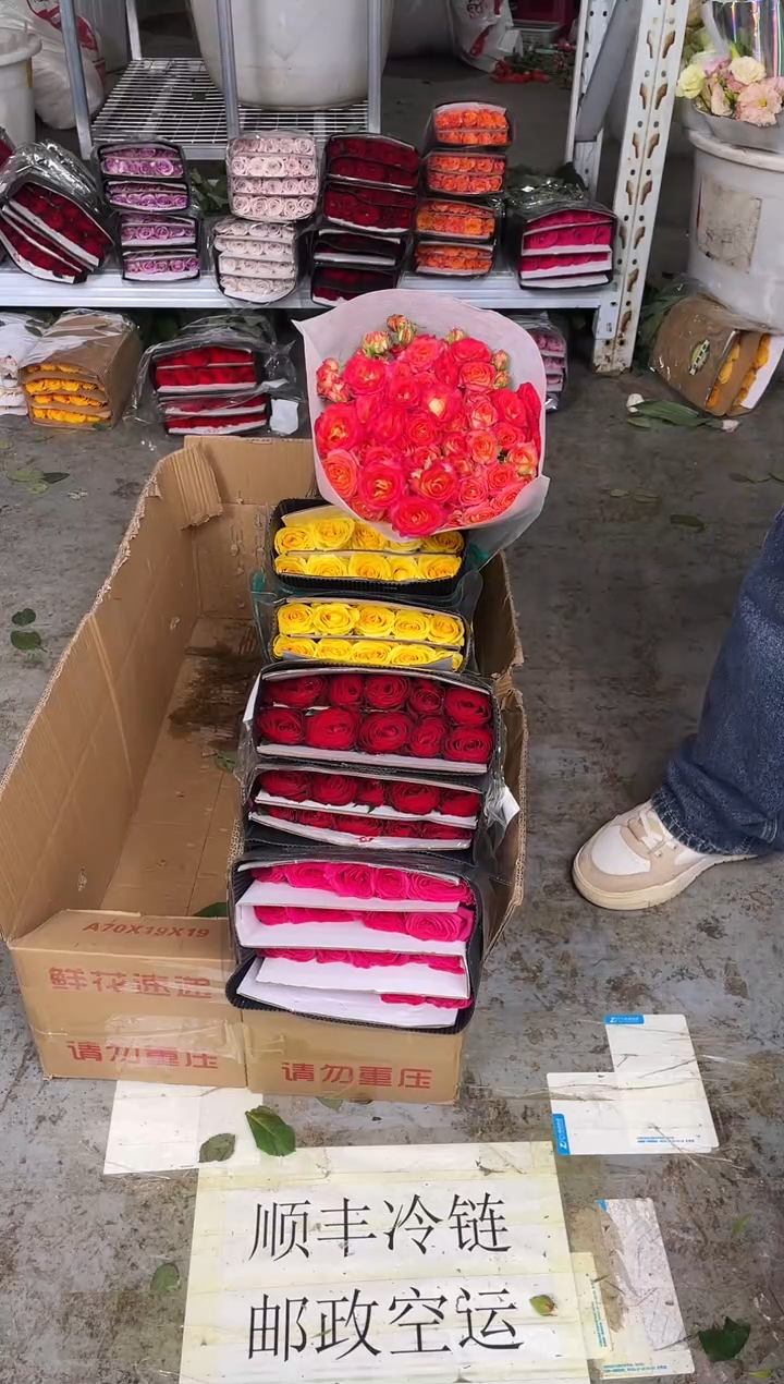 佛洛依德20枝+金枝20枝+探险家20枝+爱丽丝10枝