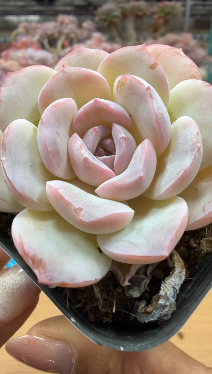 东云多肉园二店-122