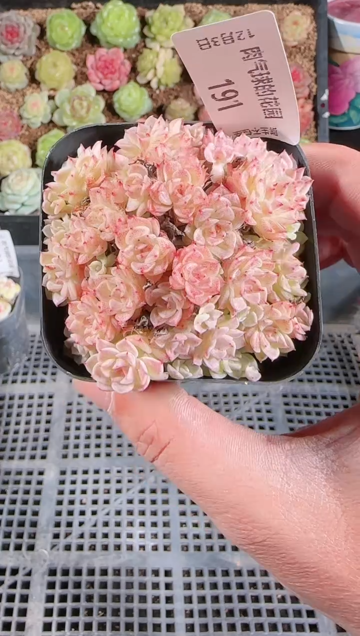 1203-191多肉群生不包整