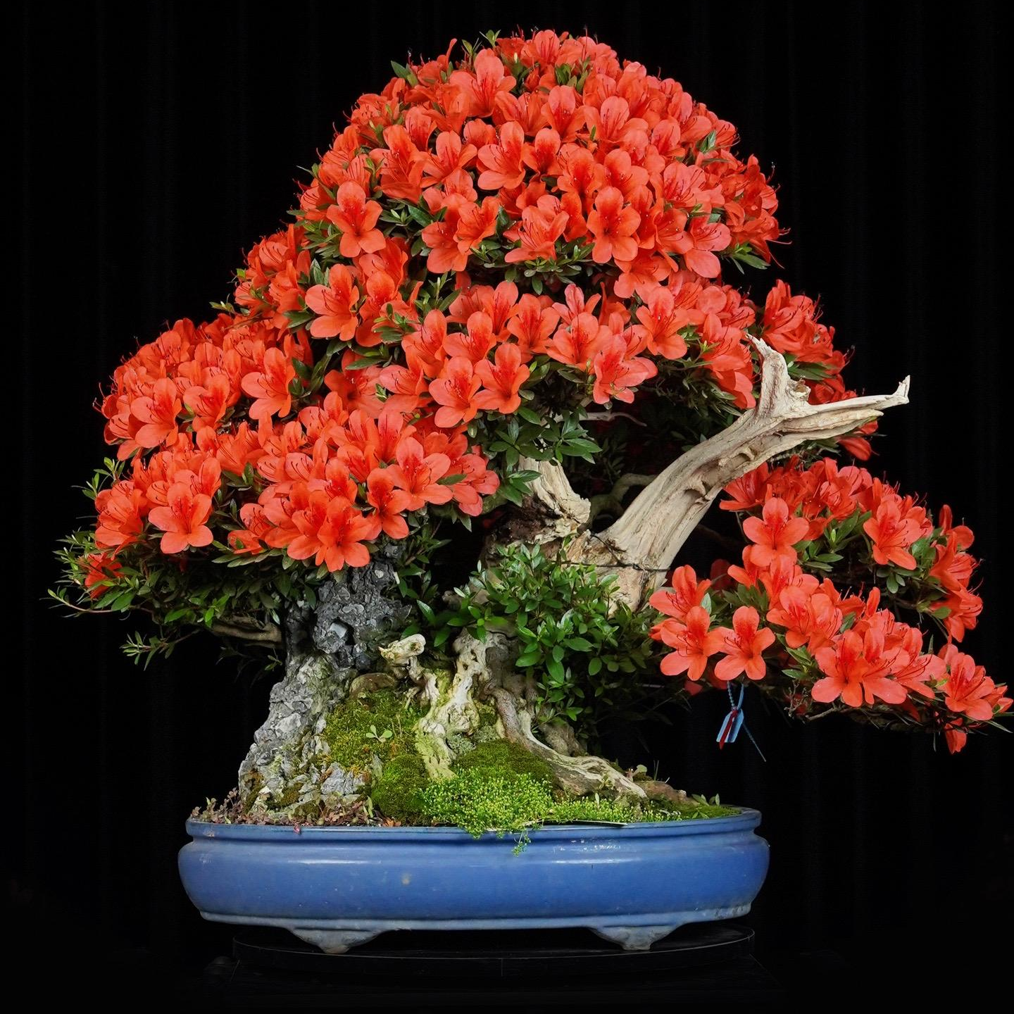 映山红杜鹃盆景百年老桩免费寄养嫁接皋月杜鹃丹东杜鹃定制