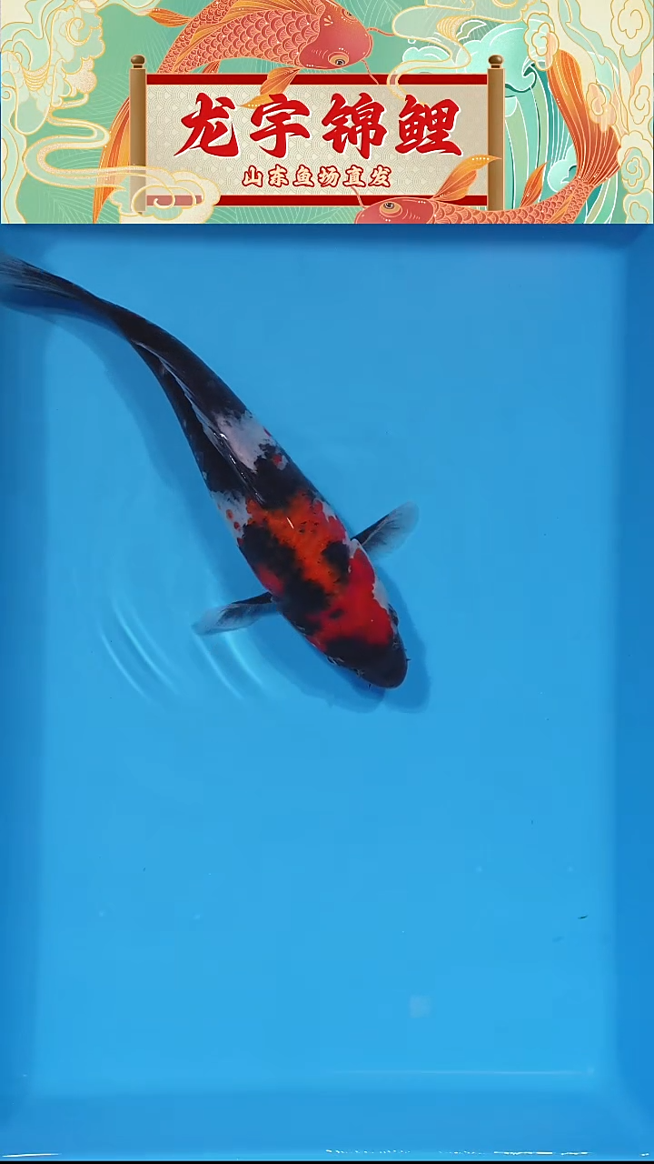 锦鲤昭和 24公分