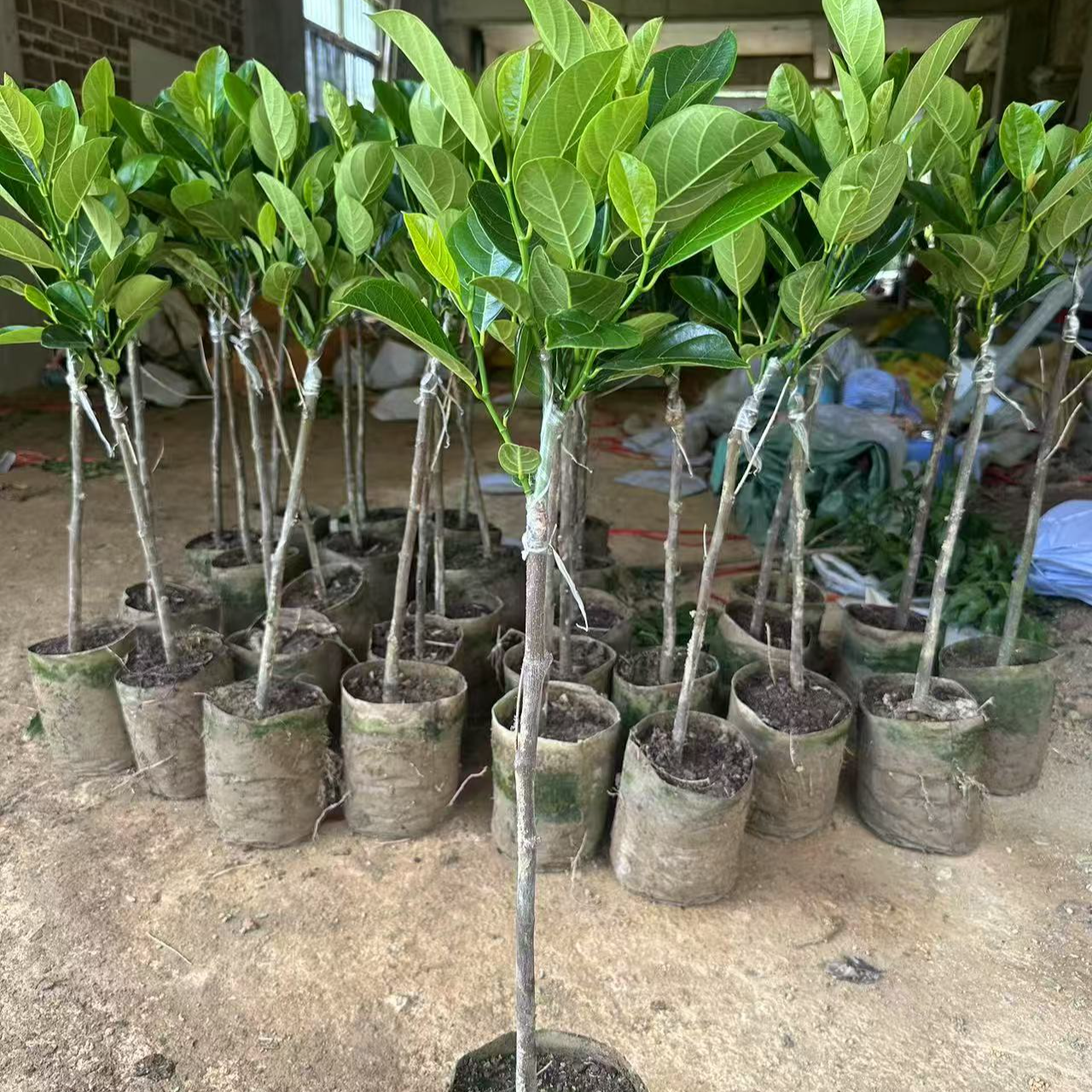 红肉菠萝蜜泰8泰12马来1号