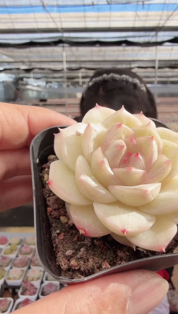 东云多肉园新款-258