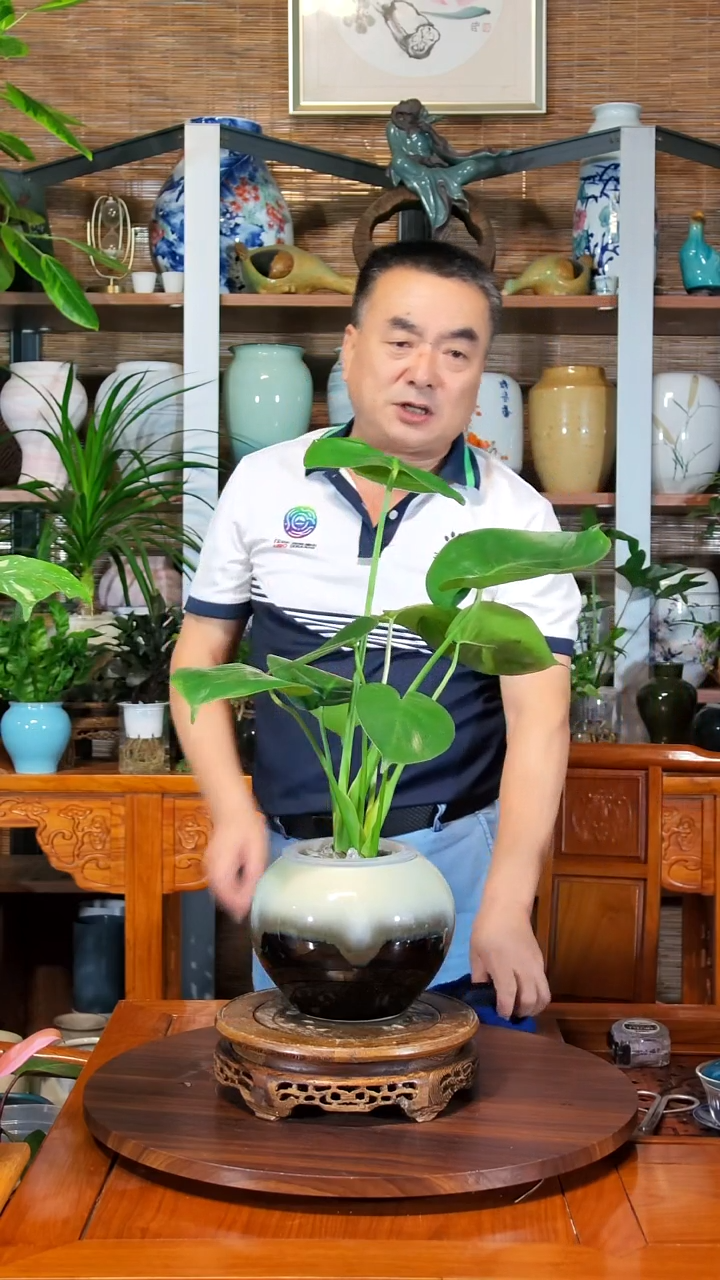 无花朵逆**河水之韵水培龟背竹