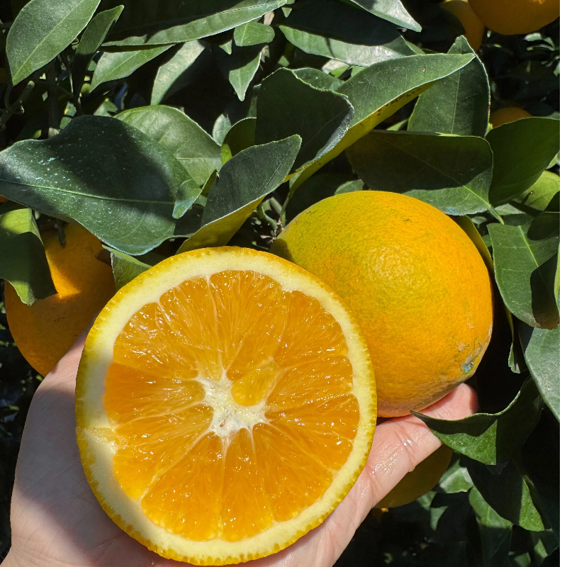 10斤/5斤江西正宗赣南脐橙新鲜采摘甜橙子爆汁应季水果产地直发