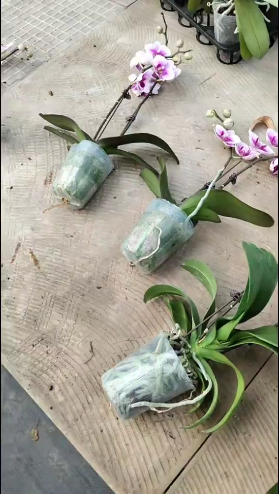 完全开放盲盒闪购