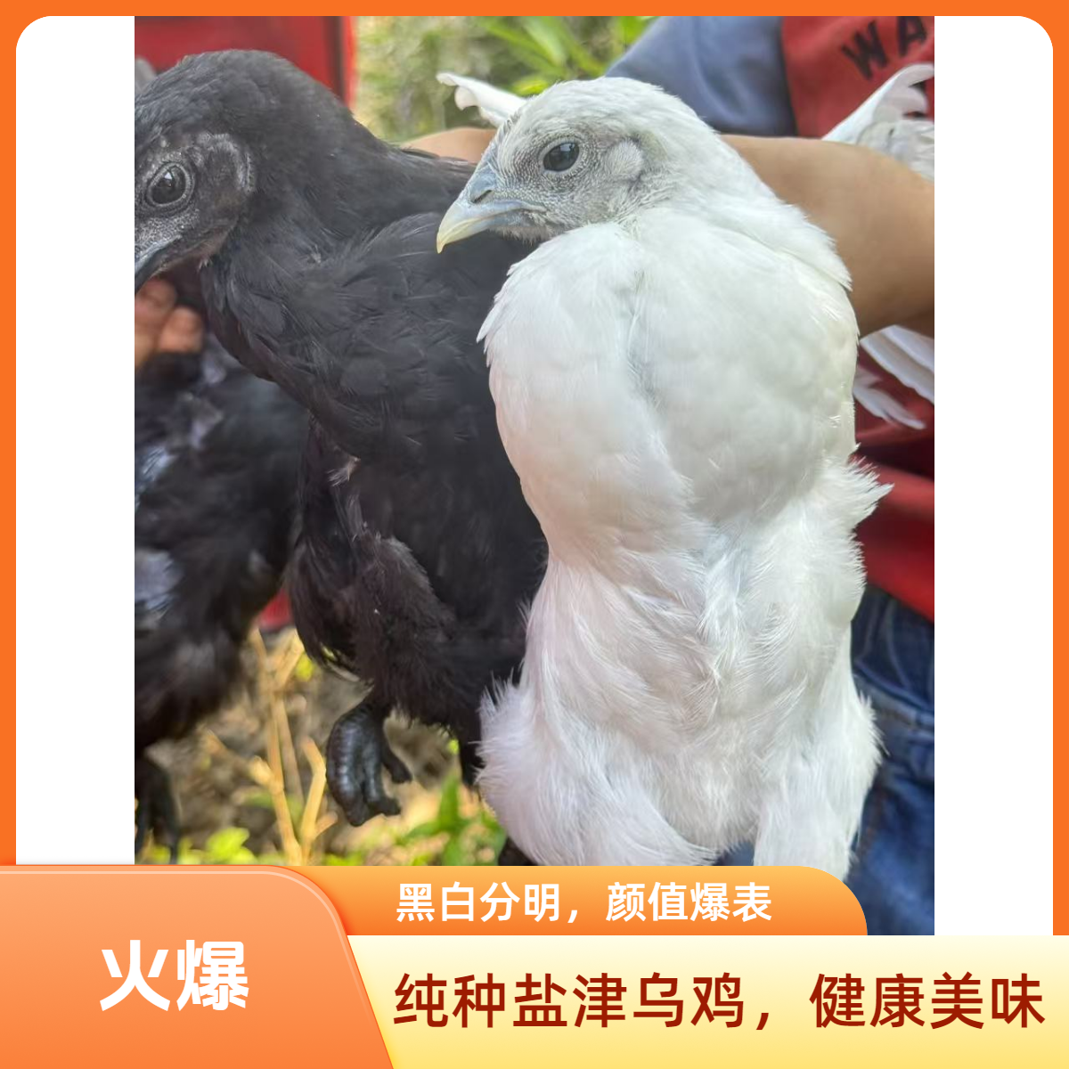 云南本地盐津乌骨鸡 散养乌鸡