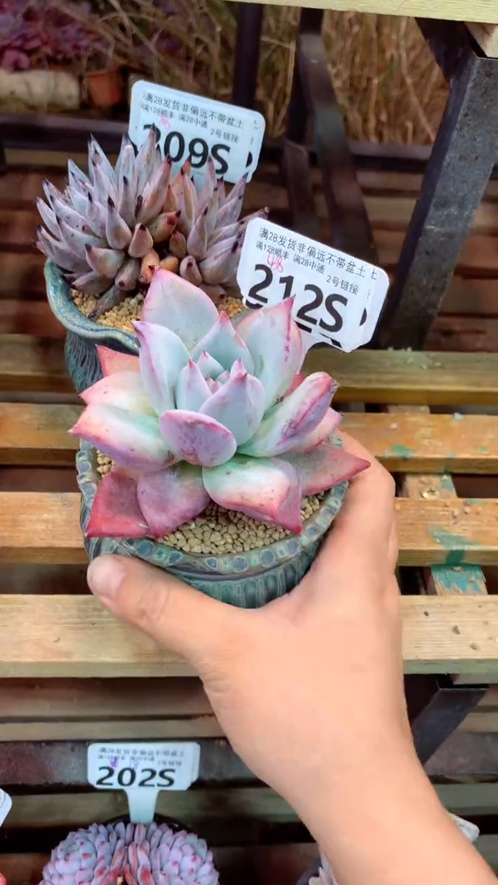 212S 祖母绿 (一物一拍实付满28发货，默认不带盆土）