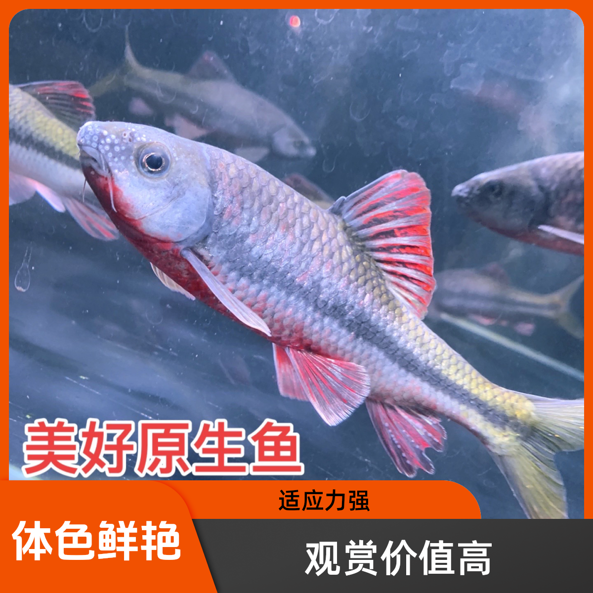 红腹溪石斑原生光唇鱼冷水淡水观赏鱼好养易活招财