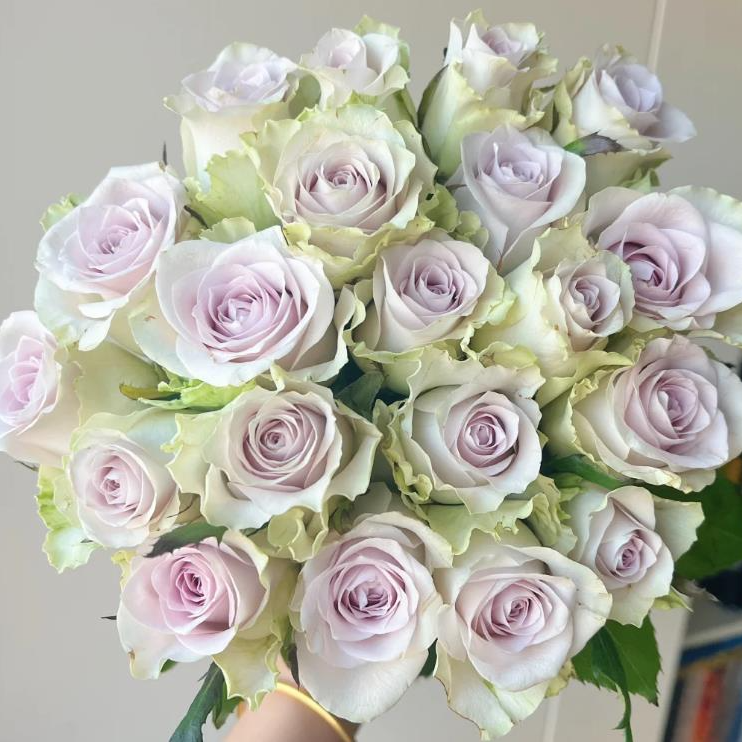 精致小花苞 海洋之心玫瑰20支（其中5枝不赔付）介意勿拍+营养剂