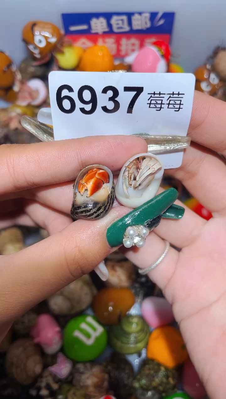 陌派甄选寄居蟹6937
