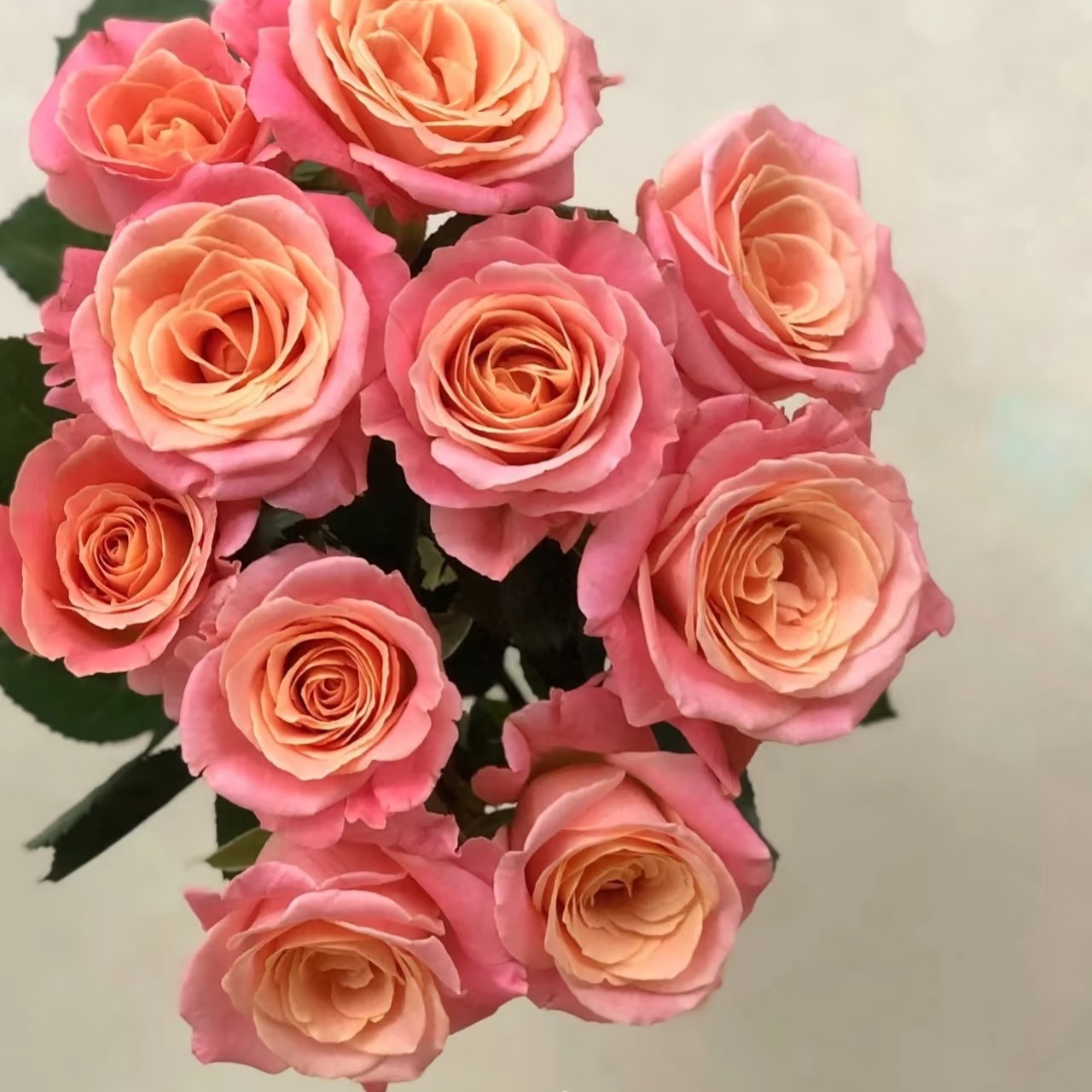 【W】朱小姐玫瑰5枝50CM