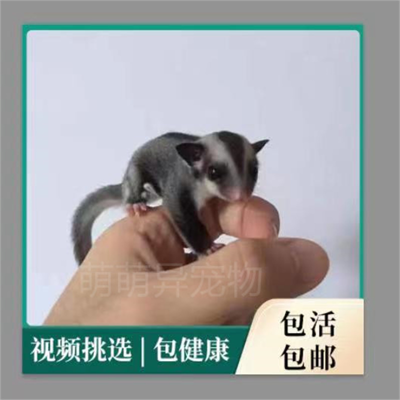 宠物活体小仓鼠小飞鼠网红蜜袋鼯