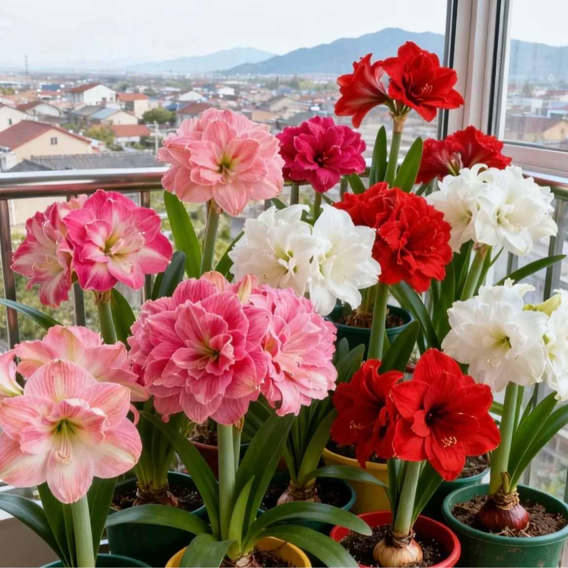 （买两颗送一颗）当年开花重瓣大花朱顶红盆栽耐寒多年生花卉