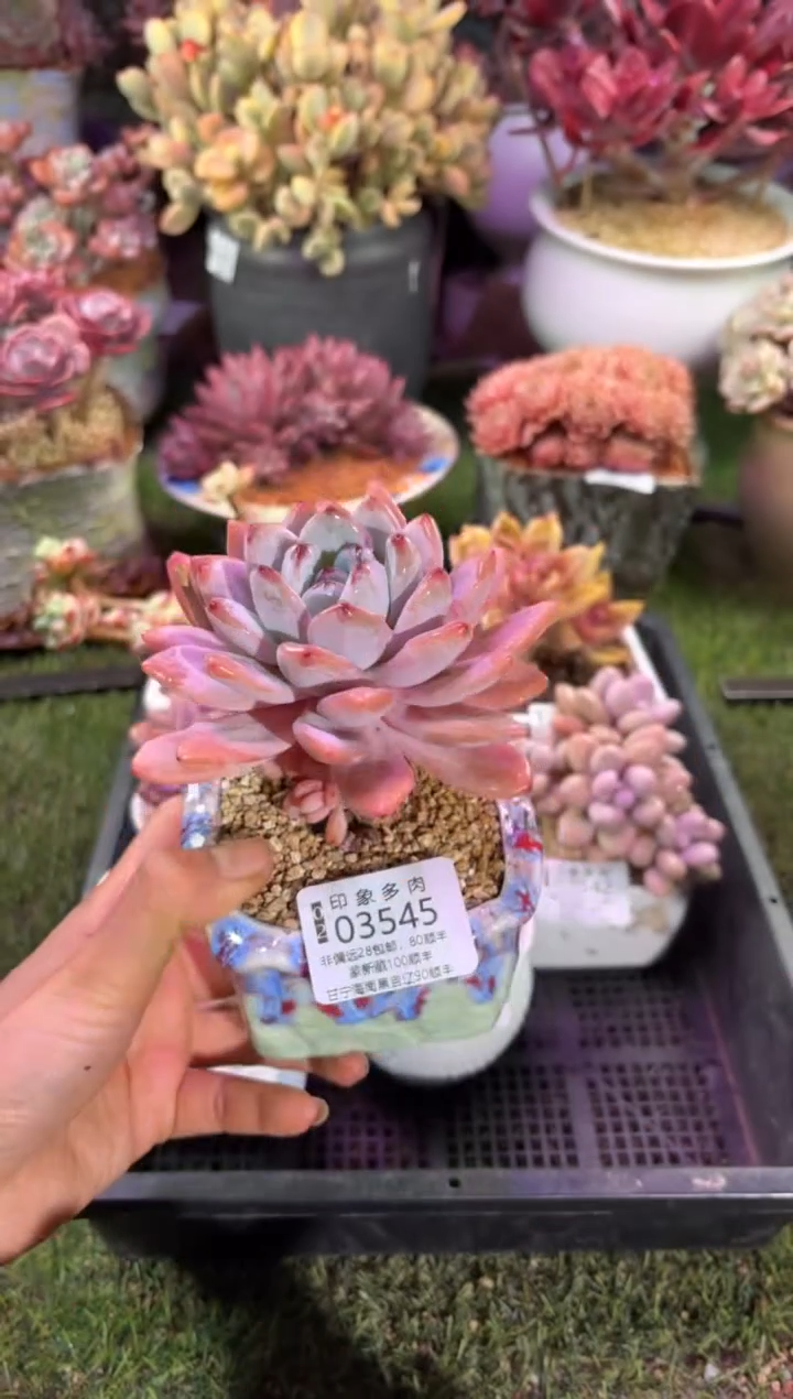 【闪购商品】03545脱土带盆