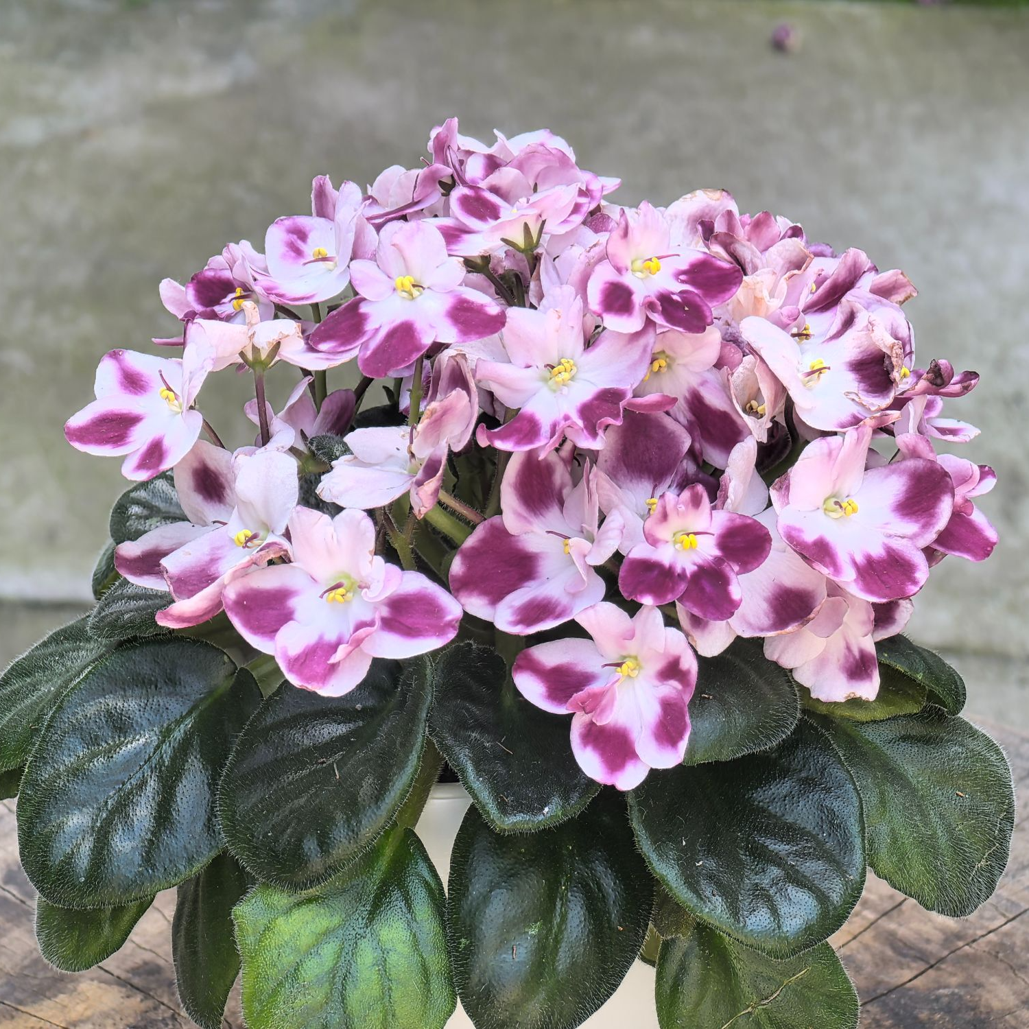红珊瑚  标准款9.5cm盆 非洲堇 四季室内开花多年生常绿植物