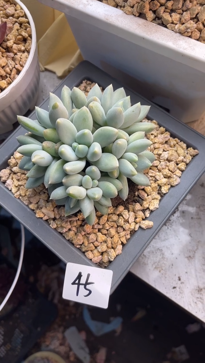 球*妈45哥特11111111111