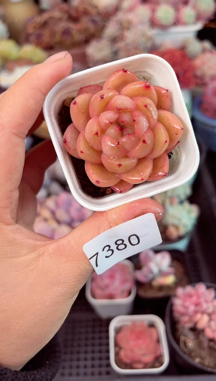 【闪购商品】7380单头多肉