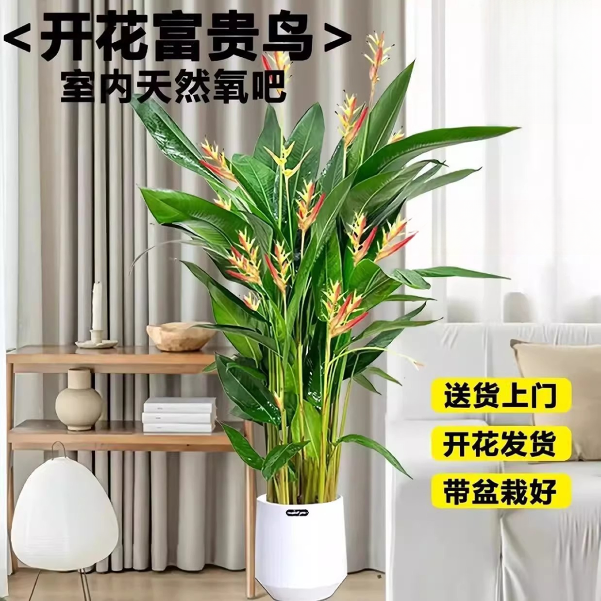 【顺丰送货上门】1.5-1.7米富贵鸟常年开花绿植室内吸甲醛四季开花