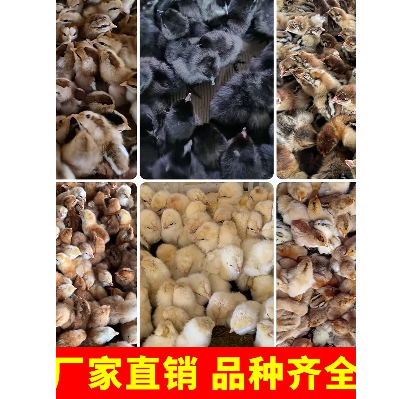 宠物高产包邮到家（苏禽）