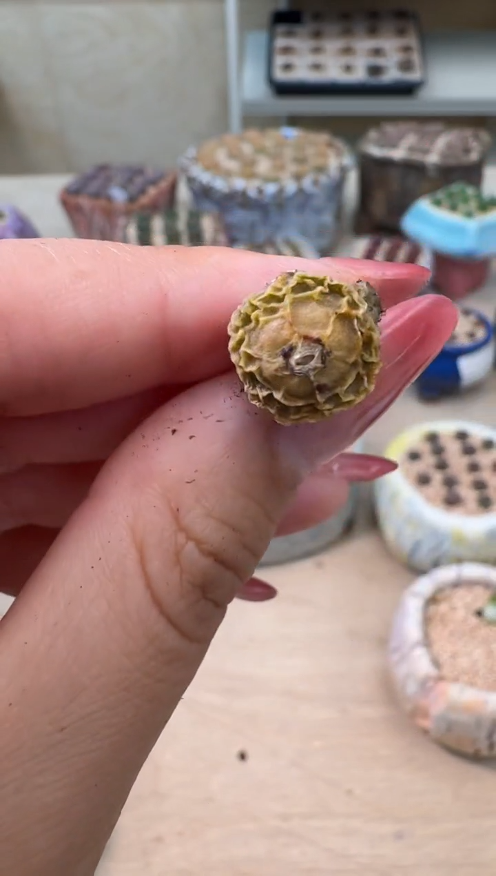 4-62多肉植物肉锥超烧