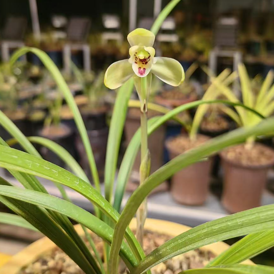 10-500兰花一物一拍各连接、花卉盆栽观赏