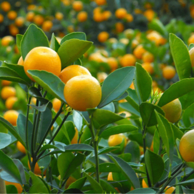 全州本地的脆皮金桔